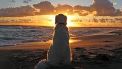 Sunset Sea Animals Dogs