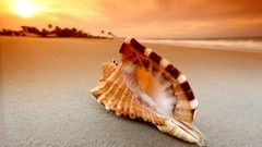 Sunset Sea Beaches seashells blurred background