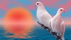 Sunset Sea Birds doves