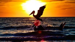 Sunset Sea Birds silhouettes