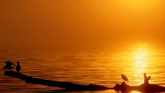 Sunset Sea Birds tree trunks silhouettes floating
