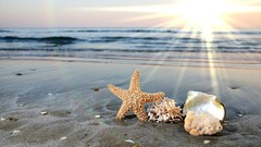 Sunset Sea close-up starfish Beaches
