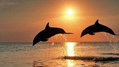 Sunset Sea Dolphins Mammals
