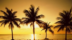Sunset Sea Florida palm trees Beaches