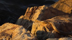 Sunset Sea hills snakes rocks