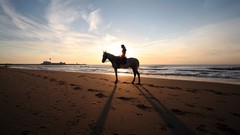 Sunset Sea Horses Beaches shore