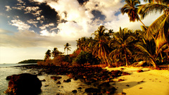Sunset Sea nature beach clouds ocean Palms