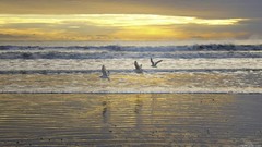Sunset Sea nature Beaches seagulls
