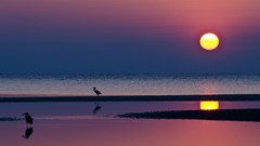 Sunset Sea nature Birds Beaches