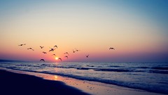 Sunset Sea nature Birds Seaside vintage Beaches waves sea 