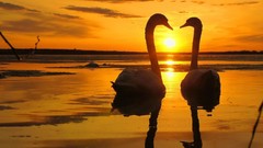 Sunset Sea nature Birds Swans reflections
