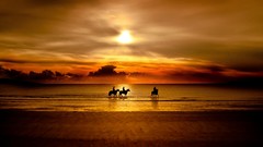 Sunset Sea nature clouds Horses Beaches