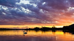 Sunset Sea nature clouds Swans lakes Pelicans