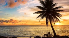 Sunset Sea nature palm trees