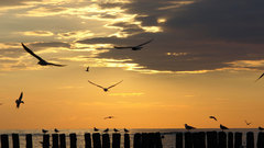 Sunset Sea nature sky orange Birds awesome