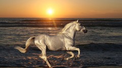 Sunset Sea nature sun silver Horses