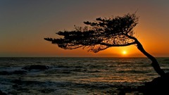 Sunset Sea nature Trees