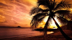 Sunset Sea palm trees Beaches
