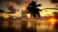 sunset Sea palm trees clouds sunlight sky horizon tropical