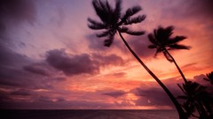Sunset Sea palm trees silhouettes dominican republic