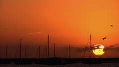 sunset Sea sunlight sky Birds Sailboats outdoors sun water