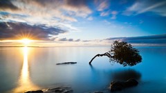 Sunset Sea Trees skyscapes