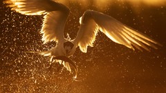 Sunset Sea yellow water Birds fish predator splashes golden 