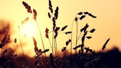 sunset silhouette spikelets nature sunlight outdoors Plants
