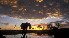 Sunset silhouettes elephants