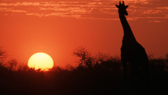 Sunset silhouettes Giraffes