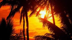 Sunset silhouettes Hawaii palm