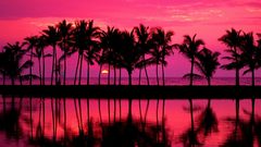 Sunset silhouettes Hawaii palm