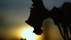 Sunset silhouettes Plants depth