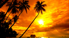 Sunset silhouettes tropical palm