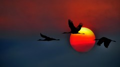Sunset sky Birds Cranes California flying