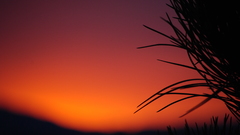 Sunset skylines silhouettes Plants