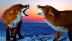 Sunset snow Animals foxes