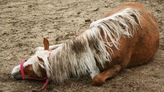 Sunset summer dead Horses dirt warm mud ponies