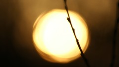 Sunset sun branches silhouettes bokeh