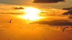 Sunset sun clouds the sky seagulls skies