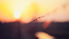 Sunset sun evening barbed wire wires blurred background depth 