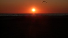 Sunset sun France seagulls