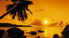 Sunset sun ocean palm trees Beaches