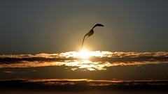 Sunset sun seagulls skyscapes