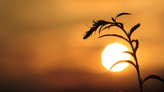 Sunset sun silhouettes Plants