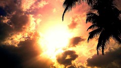 Sunset sun text coconut tree