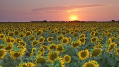 Sunset Sunflowers Texas