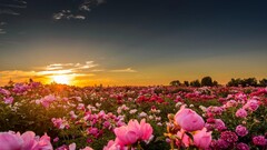 sunset sunlight Flowers rose pink roses nature landscape field