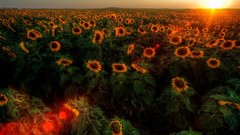 Sunset sunrise Landscapes nature