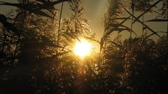 Sunset sunrise Landscapes nature